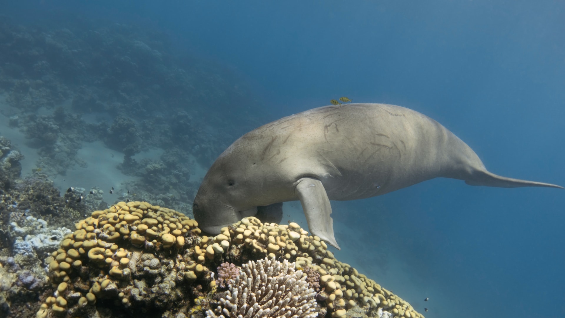 Badeverlängerung Mosambik: die Perle des Indischen Ozeans